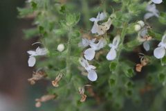 Teucrium quadrifarium