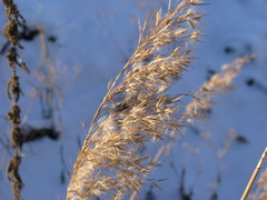 Phragmites australis