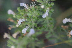 Teucrium quadrifarium