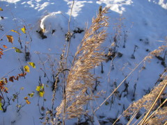 Phragmites australis