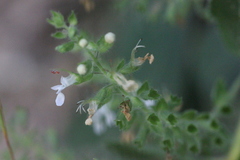 Teucrium quadrifarium