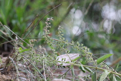 Teucrium quadrifarium