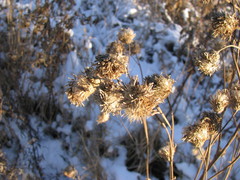 Asteraceae