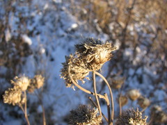 Asteraceae