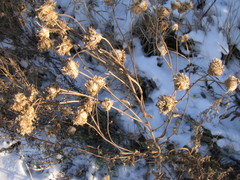 Asteraceae