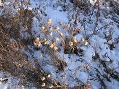 Asteraceae