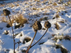 Centaurea scabiosa