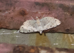 Pycnarmon