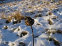 Centaurea scabiosa