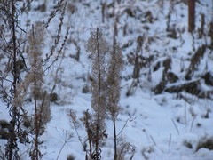 Chamaenerion angustifolium