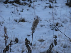 Chamaenerion angustifolium