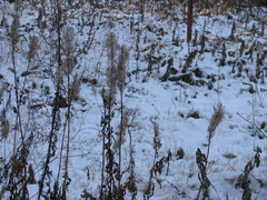 Chamaenerion angustifolium