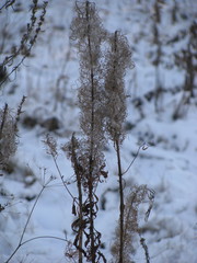 Chamaenerion angustifolium
