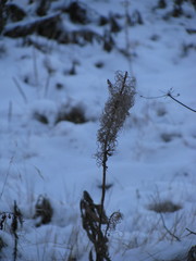 Chamaenerion angustifolium
