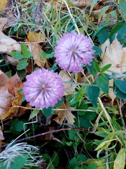 Trifolium pratense