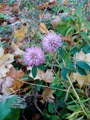 Trifolium pratense