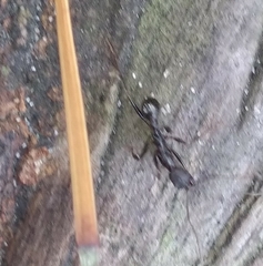 Aphaenogaster ashmeadi