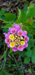 Lantana × strigocamara