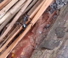 Aphaenogaster ashmeadi