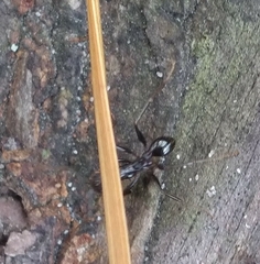 Aphaenogaster ashmeadi