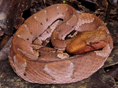 Bothrocophias hyoprora