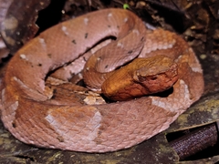 Bothrocophias hyoprora