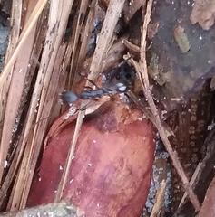 Aphaenogaster ashmeadi