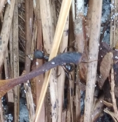 Aphaenogaster ashmeadi
