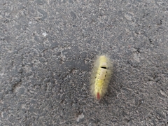 Calliteara pudibunda