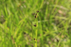 Rhynchospora globularis