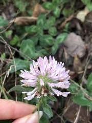 Trifolium pratense