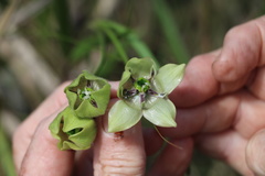 Pachycarpus linearis