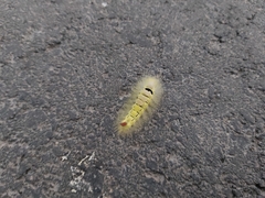 Calliteara pudibunda