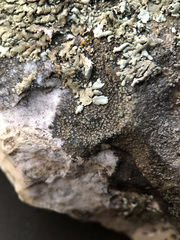 Rinodina aspersa aspersa