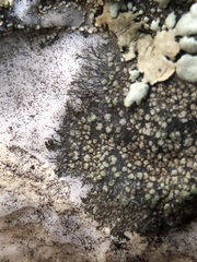 Rinodina aspersa aspersa