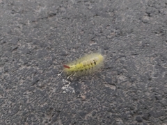 Calliteara pudibunda