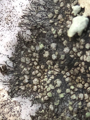 Rinodina aspersa aspersa