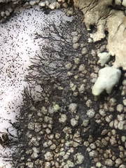 Rinodina aspersa aspersa