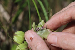 Pachycarpus linearis