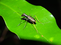 Odontocheila cayennensis