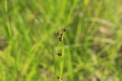 Rhynchospora globularis