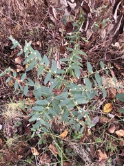 Lithospermum officinale