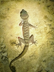 Cyrtodactylus sanook
