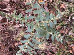 Lithospermum officinale