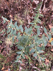 Lithospermum officinale