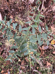 Lithospermum officinale