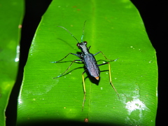 Odontocheila cayennensis