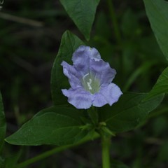 Ruellia humilis