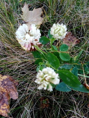 Trifolium repens