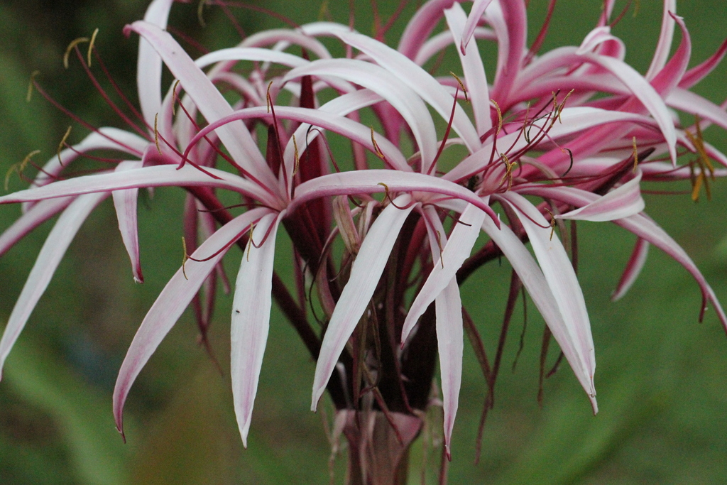 Crinum × amabile
